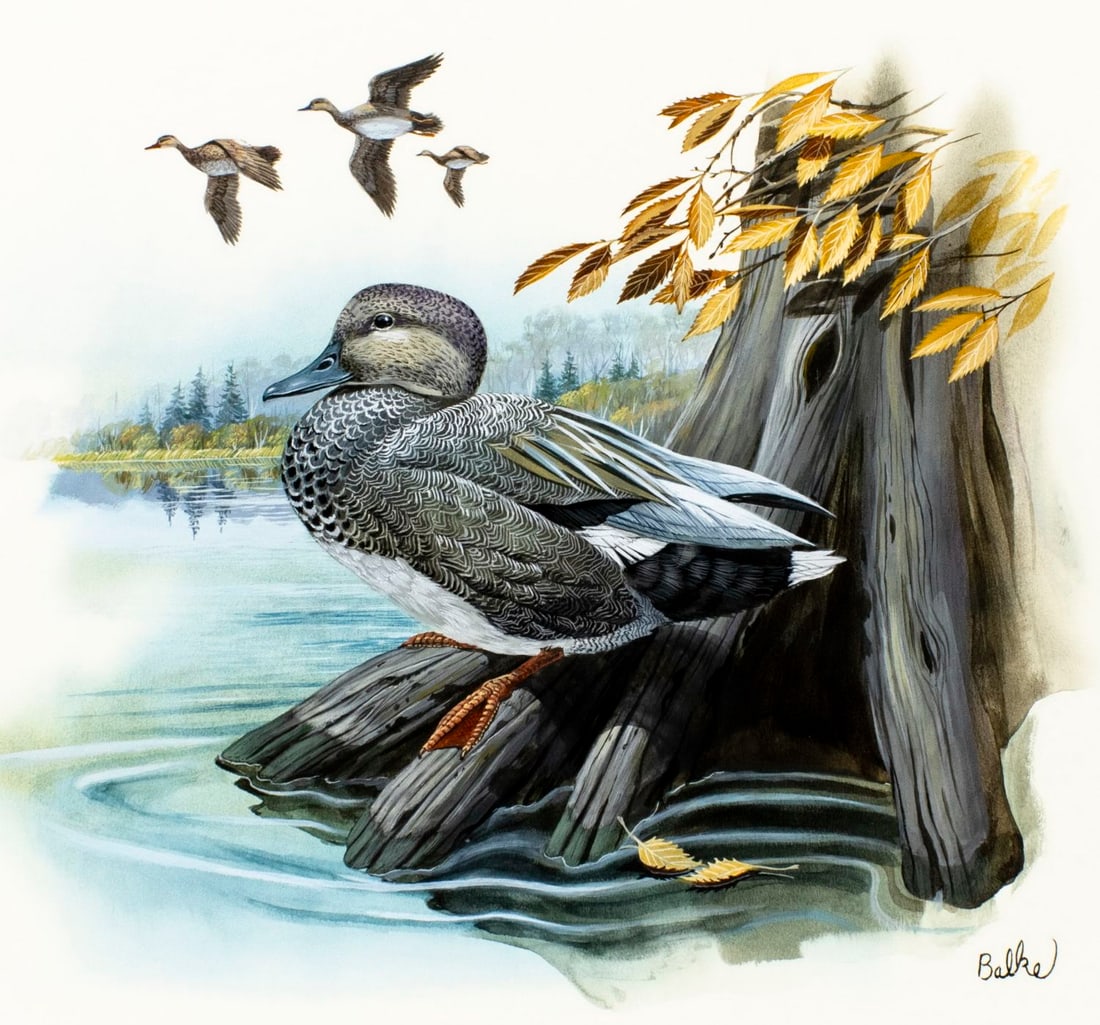 Don Balke (NC,1933-?) gouache painting: ARTIST: Don Balke (North Carolina, 1933 - ???) TITLE: Gadwall Duck, Minnesota (titled on verso) YEAR: 1982 MEDIUM: gouache and watercolor on board CONDITION: