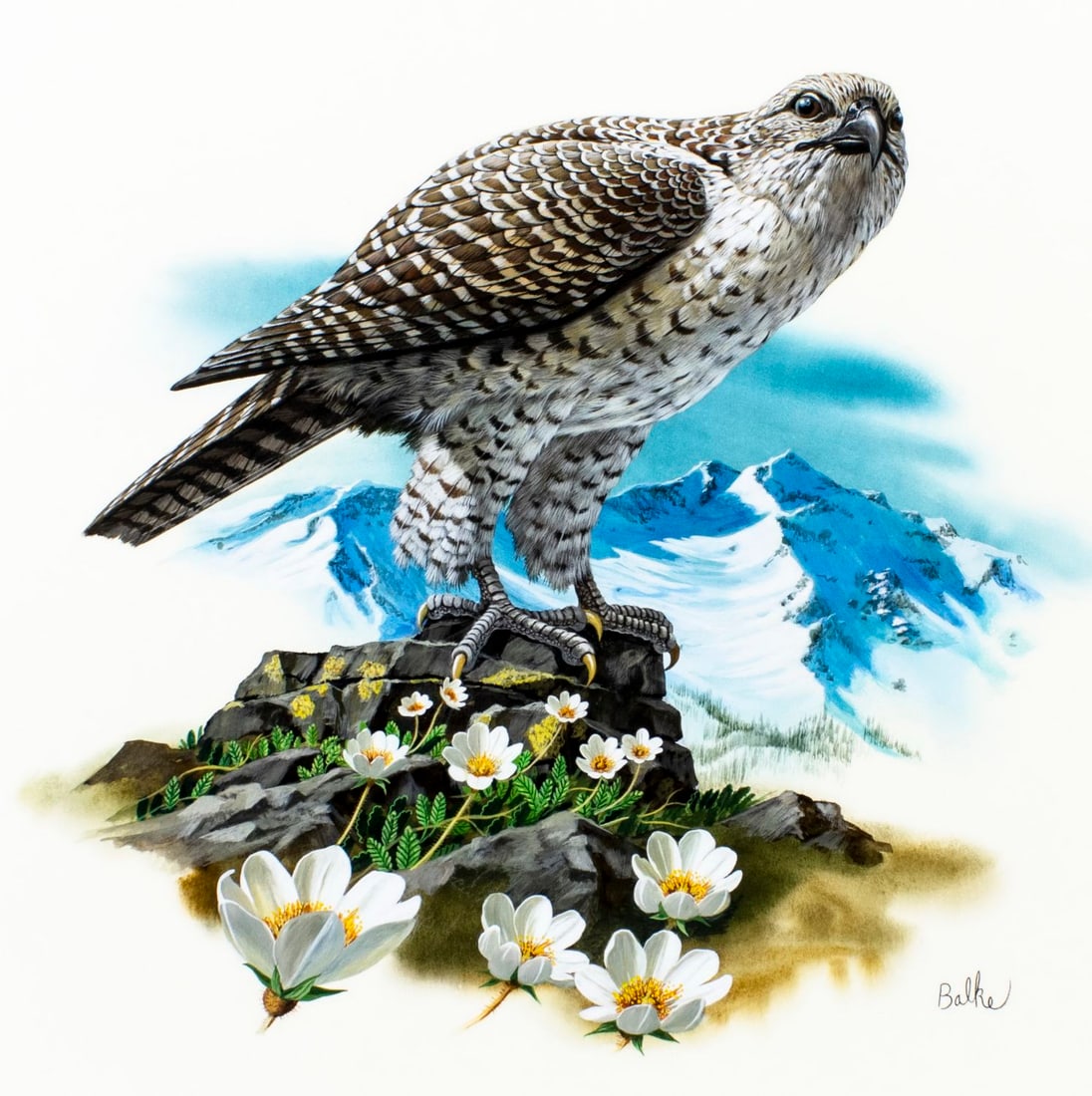 Don Balke (NC,1933-?) gouache painting: ARTIST: Don Balke (North Carolina, 1933 - ???) TITLE: Gyrfalcon Bird YEAR: 1978 MEDIUM: gouache and watercolor on board CONDITION: Minor damage to to t