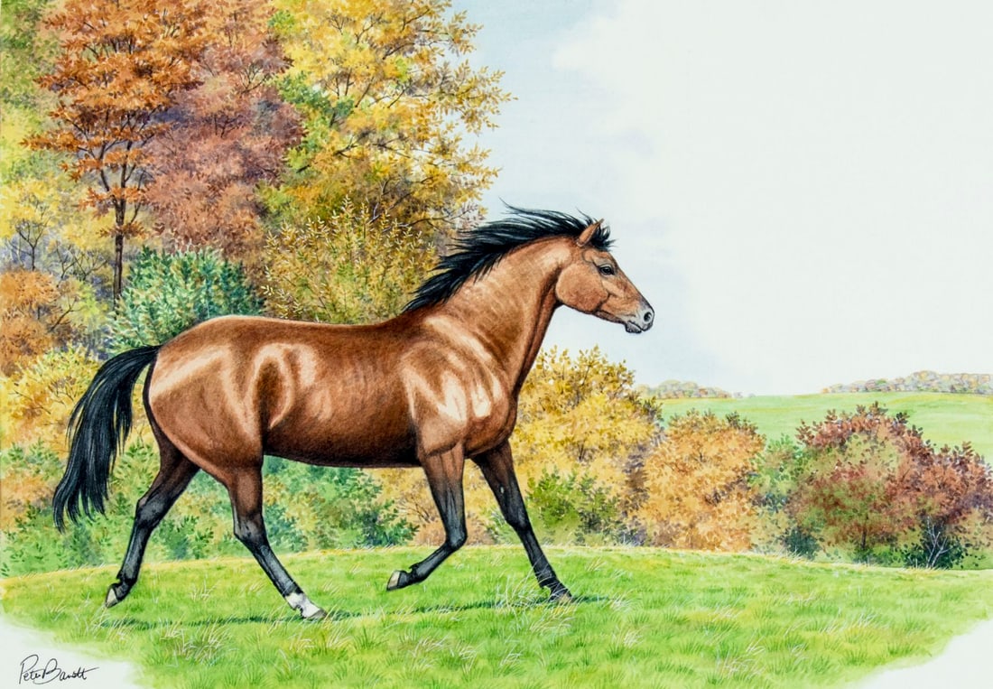 Peter Barrett (UK,born 1935) watercolor painting (1 of 12)