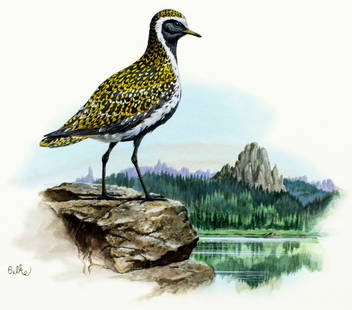 Don Balke (NC,1933-?) gouache painting: ARTIST: Don Balke (North Carolina, 1933 - ???) TITLE: South Dakota - Golden Prover Bird YEAR: 1986 MEDIUM: gouache and watercolor on board CONDITION: