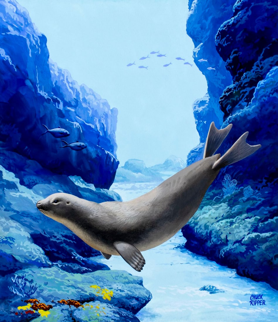 Chuck Ripper (WV,PA,1929-2019) gouache painting: ARTIST: Chuck Ripper (West Virginia, Pennsylvania, 1929 - 2019) TITLE: Hawaiian Monk Seal (titled on verso) YEAR: 1996 MEDIUM: gouache on board CONDITION: