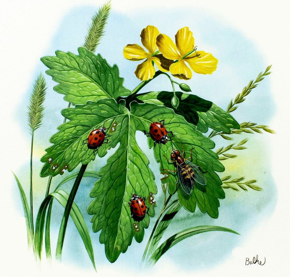 Don Balke (NC,1933-?) gouache painting: ARTIST: Don Balke (North Carolina, 1933 - ???) TITLE: Ladybug YEAR: 1986 MEDIUM: gouache and watercolor on board CONDITION: Very good. ART S