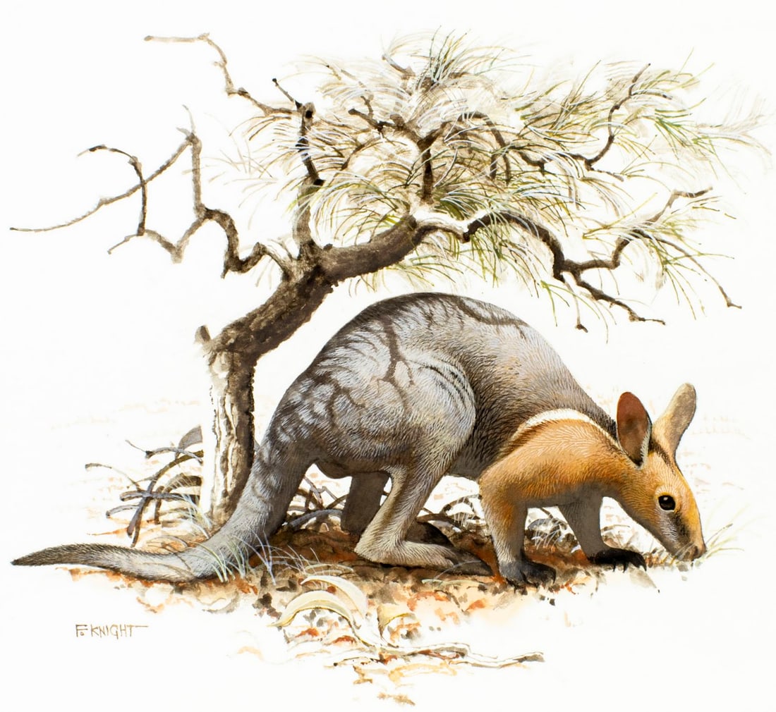 Frank Knight (Australia,1941-?) watercolor painting: ARTIST: Frank Knight (Australian, 1941 - ???) TITLE: Australian Life - Wallaby (titled on verso) YEAR: 1981 MEDIUM: watercolor on board CONDITION: Mino