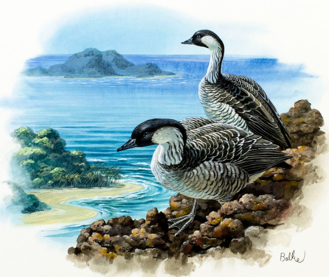 Don Balke (NC,1933-?) gouache painting: ARTIST: Don Balke (North Carolina, 1933 - ???) TITLE: Hawaii, Nene Goose YEAR: 1983 MEDIUM: gouache on board CONDITION: Very good. ART SIZE: