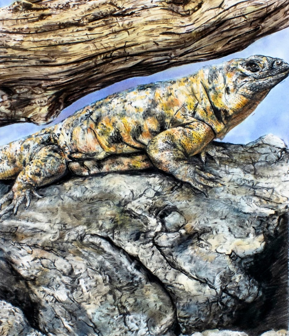 Chris Calle (US,b 1961) colored pencil painting: ARTIST: Chris Calle (American, born 1961) TITLE: San Esteban Island Chuckwalla (titled on verso) YEAR: 2002 MEDIUM: colored pencil on paper. Paper applied to board.