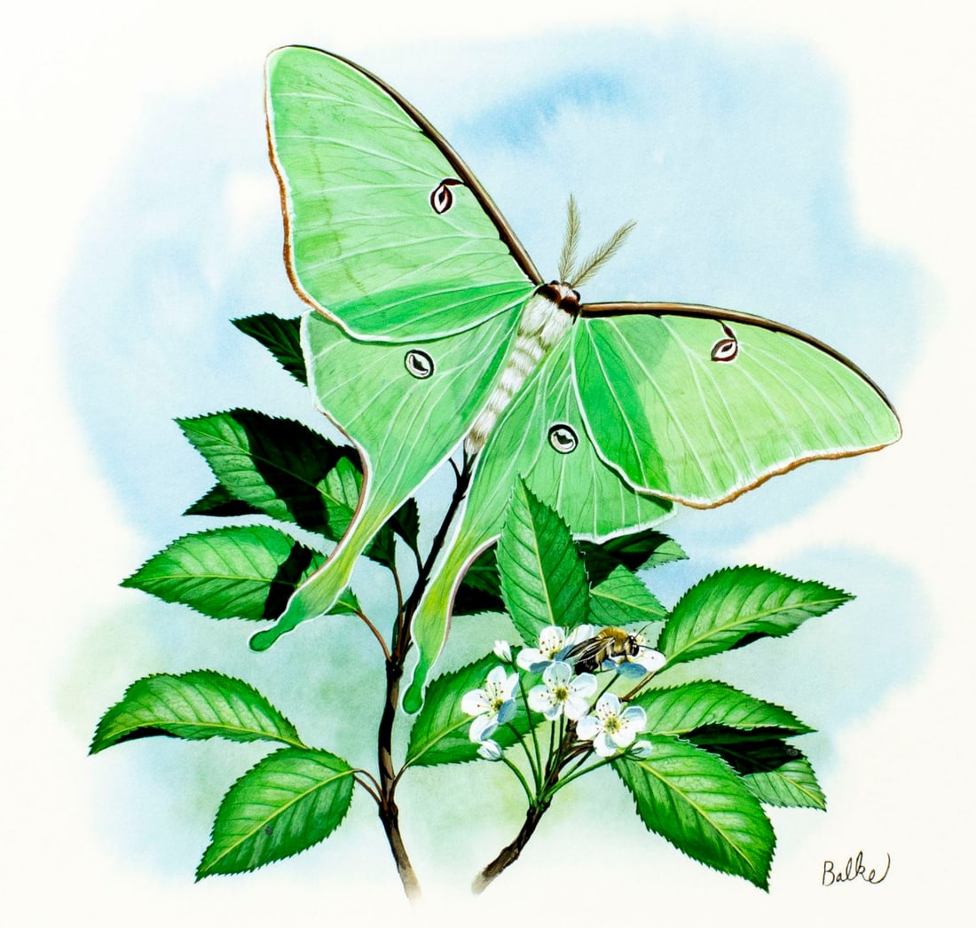 Don Balke (NC,1933-?) gouache painting: ARTIST: Don Balke (North Carolina, 1933 - ???) TITLE: Actias Luna Moth YEAR: 1986 MEDIUM: gouache and watercolor on board CONDITION: Very good.