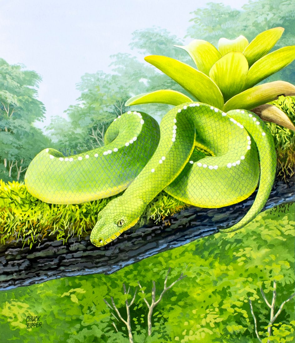 Chuck Ripper (WV,PA,1929-2019) gouache painting (1 of 13)