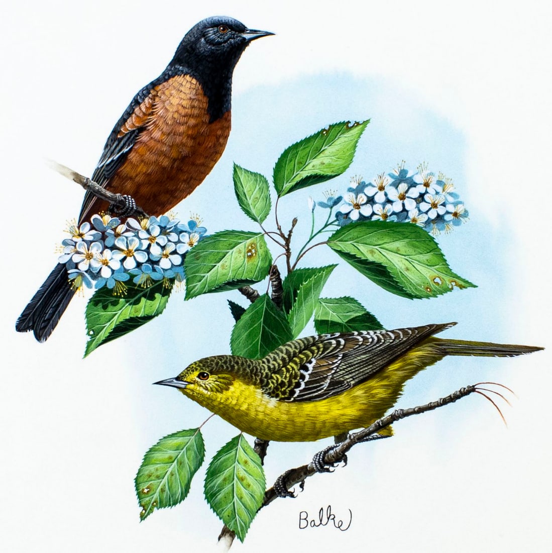 Don Balke (NC,b 1933) gouache painting: ARTIST: Don Balke (North Carolina, born 1933) TITLE: Birds - Orchard Oriole MEDIUM: gouache and watercolor on board CONDITION: Very good. ART SIZE: 10 x