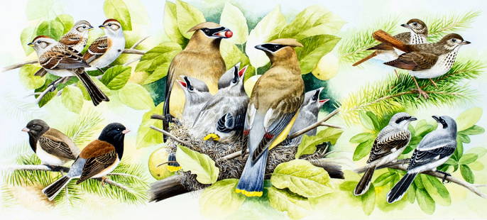 Pal Varga (US,20/21C) watercolor painting: ARTIST: Pal Varga (American, 20/21 centuries) TITLE: Birds - Cedar Waxwings - Hermit Thrush - Loggerhead Shrike - American Tree Sparrow - Dark-eyed Junco YEAR: 2006 MEDIUM: