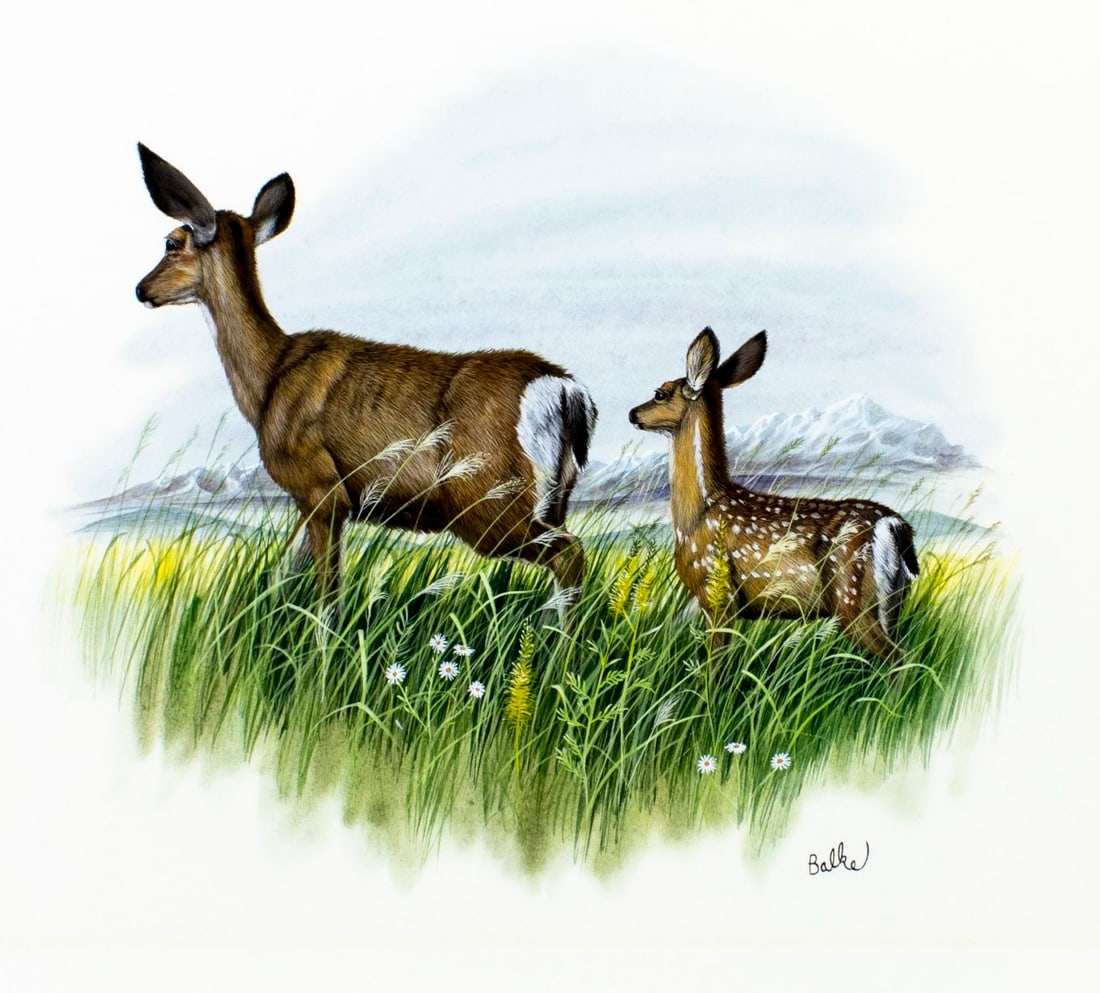 Don Balke (NC,1933-?) gouache painting: ARTIST: Don Balke (North Carolina, 1933 - ???) TITLE: The Black-tailed Deer, Oregon YEAR: 1983 MEDIUM: gouache on board CONDITION: Minor age toning.