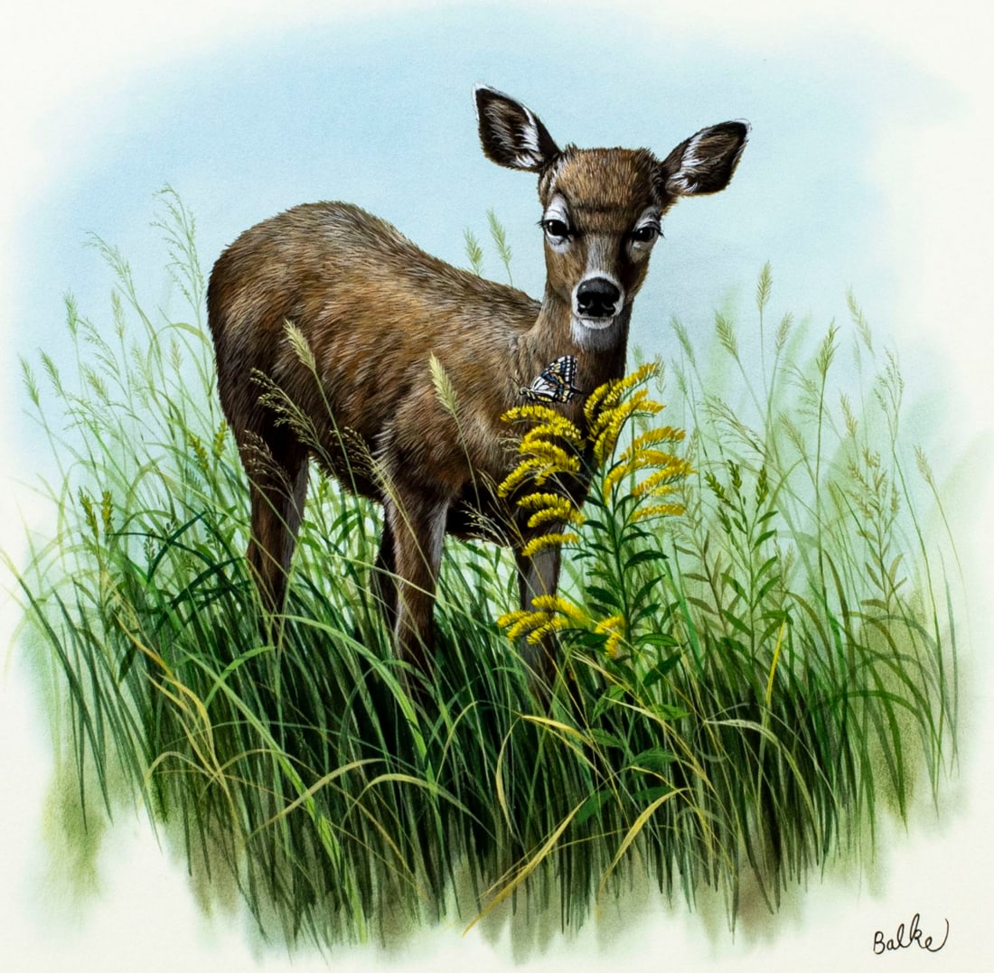 Don Balke (NC,1933-?) gouache painting: ARTIST: Don Balke (North Carolina, 1933 - ???) TITLE: White-tailed Deer YEAR: 1987 MEDIUM: gouache and watercolor on board CONDITION: Very good.