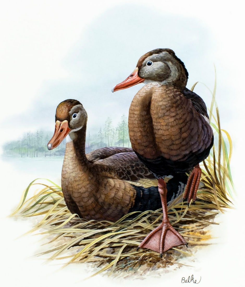 Don Balke (NC,1933-?) gouache painting: ARTIST: Don Balke (North Carolina, 1933 - ???) TITLE: Black-bellied Whistling Duck (titled on verso) YEAR: 1990 MEDIUM: gouache and watercolor on board CONDITIO