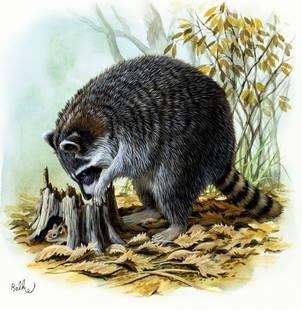 Don Balke (NC,1933-?) gouache painting: ARTIST: Don Balke (North Carolina, 1933 - ???) TITLE: Racoon (titled on verso) YEAR: 1987 MEDIUM: gouache and watercolor on board CONDITION: Overall go