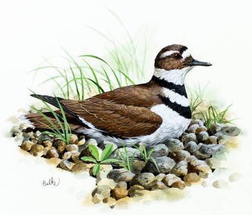 Don Balke (NC,1933-?) gouache painting: ARTIST: Don Balke (North Carolina, 1933 - ???) TITLE: Killdeer Bird, Kansas (titled on verso) YEAR: 1985 MEDIUM: gouache on board CONDITION: Some damag