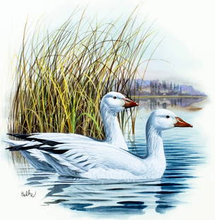 Don Balke (NC,1933-?) gouache painting: ARTIST: Don Balke (North Carolina, 1933 - ???) TITLE: Snow Goose (titled on verso) YEAR: 1988 MEDIUM: gouache and watercolor on board CONDITION: Overal