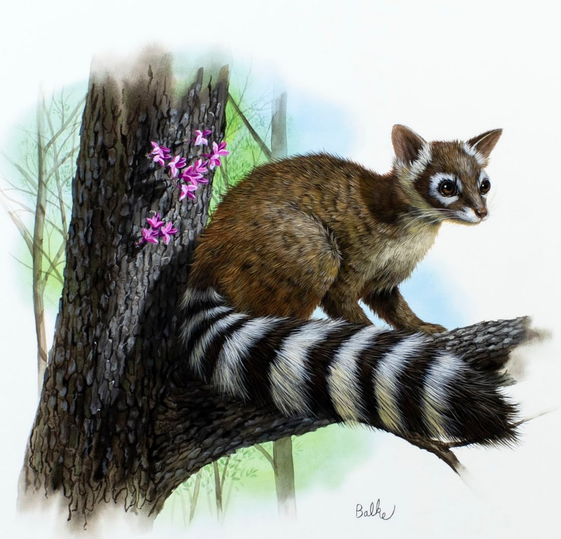 Don Balke (NC,1933-?) gouache painting: ARTIST: Don Balke (North Carolina, 1933 - ???) TITLE: Ringtail and American Redbud, Oklahoma (titled on verso) YEAR: 1980 MEDIUM: gouache and watercolor on board