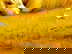 item-206079683=4