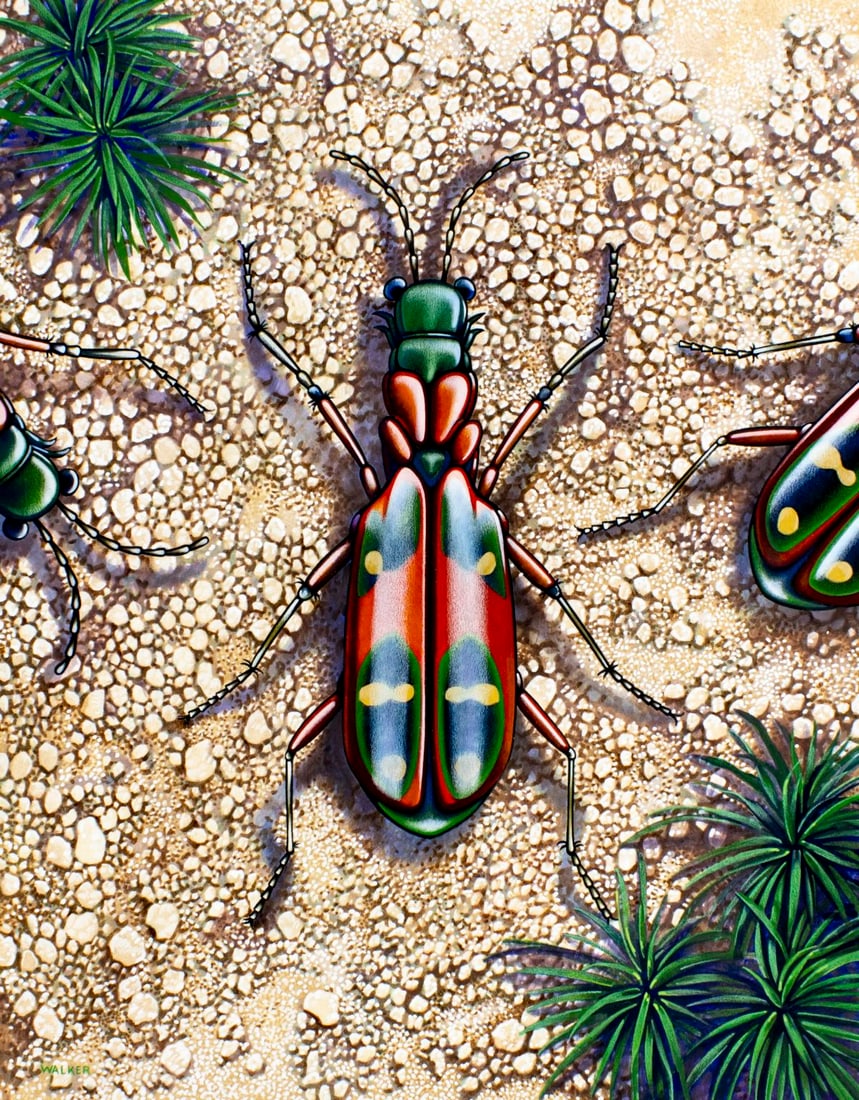Ken Walker (US,20C) gouache painting: ARTIST: Ken Walker (American, 20 century) TITLE: Korea Insects (titled on verso) YEAR: 1992 MEDIUM: gouache on board CONDITION: Minor damages to corners.