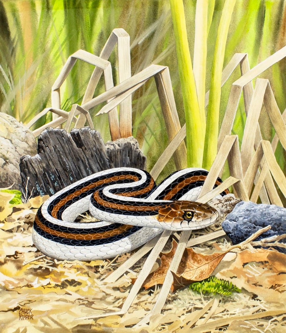 Chuck Ripper (WV,PA,1929-2019) gouache painting: ARTIST: Chuck Ripper (West Virginia, Pennsylvania, 1929 - 2019) TITLE: Garter Snake, San Francisco, CA (titled on verso) YEAR: 1996 MEDIUM: gouache on board CON
