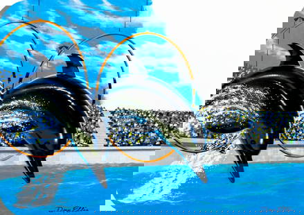 Dean Ellis (NY,1920-2009) oil painting: ARTIST: Dean Ellis (New York, 1920 - 2009) TITLE: Dolphins YEAR: 1990 MEDIUM: oil on board CONDITION: Minor damages to edges and corners. No visible inpaint under UV light. ART SIZE: 14 x 20 inches