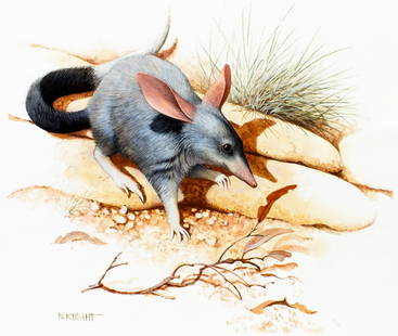 Frank Knight (Australia,1941-?) gouache painting: ARTIST: Frank Knight (Australian, 1941 - ???) TITLE: Bilby (titled on verso) YEAR: 1981 MEDIUM: gouache on board CONDITION: Minor damages to lower corn