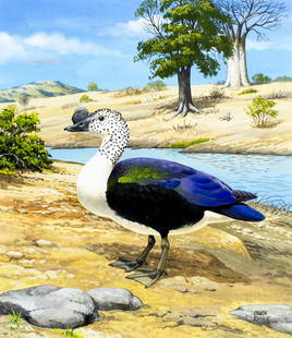 Chuck Ripper (WV,PA,1929-2019) gouache painting: ARTIST: Chuck Ripper (West Virginia, Pennsylvania, 1929 - 2019) TITLE: Knob-billed Goose YEAR: 2002 MEDIUM: gouache on board CONDITION: Very good. ART SIZE: 15 x 13 inches / 38 x 33 cm BOARD SIZE: