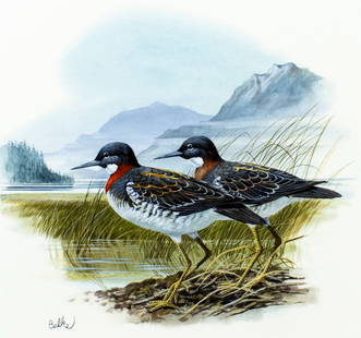 Don Balke (NC,1933-?) gouache painting: ARTIST: Don Balke (North Carolina, 1933 - ???) TITLE: Red-necked Phalarope Bird (titled on verso) YEAR: 1985 MEDIUM: gouache and watercolor on board CONDITION: Some small damages to the right