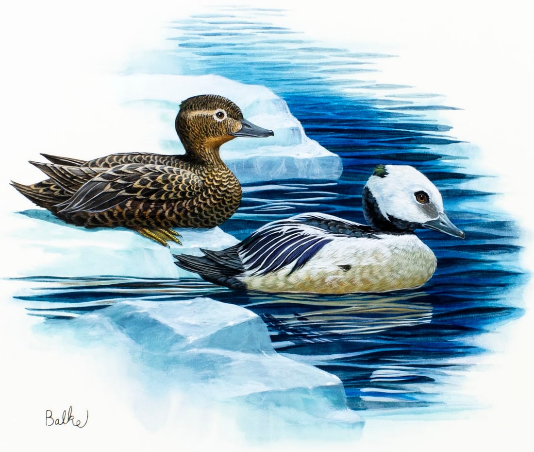 Don Balke (NC,1933-?) gouache painting: ARTIST: Don Balke (North Carolina, 1933 - ???) TITLE: Stellars Eider Duck, Alaska (titled on verso) YEAR: 1982 MEDIUM: gouache and watercolor on board CONDITION