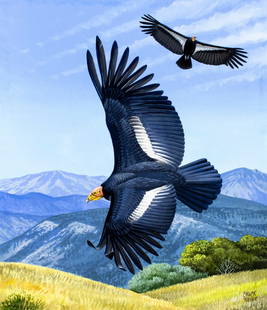 Chuck Ripper (WV,PA,1929-2019) gouache painting: ARTIST: Chuck Ripper (West Virginia, Pennsylvania, 1929 - 2019) TITLE: California Condor Bird (titled on verso) YEAR: 1996 MEDIUM: gouache on board CONDITION:</