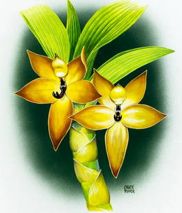 Chuck Ripper (WV,PA,1929-2019) gouache painting: ARTIST: Chuck Ripper (West Virginia, Pennsylvania, 1929 - 2019) TITLE: Cycnoches Cooperi - Swan Orchid (titled on verso) YEAR: 2005 MEDIUM: gouache on board CON