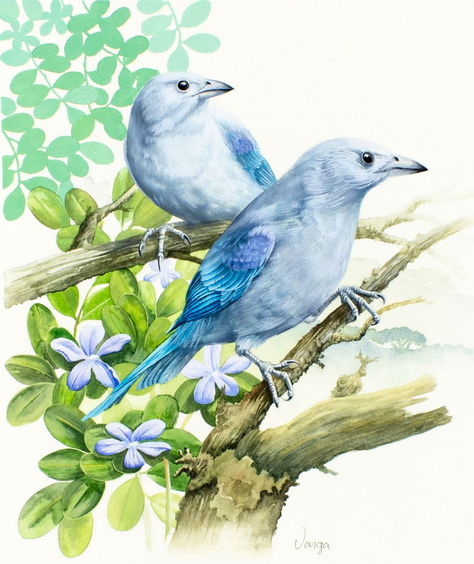 Pal Varga (Hungary,1937-?) gouache painting: ARTIST: Pal Varga (Hungarian, 1937 - ???) TITLE: Grenadines of St Vincent, Blue Gray Tanager Bird (titled on verso) YEAR: 1991 MEDIUM: gouache on heavy paper COND