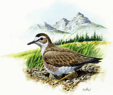 Don Balke (NC,1933-?) gouache painting: ARTIST: Don Balke (North Carolina, 1933 - ???) TITLE: Mountain Plover Bird, Montana (titled on verso) YEAR: 1986 MEDIUM: gouache and watercolor on board CONDITI