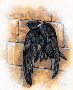 Alexei Isakov (Russia,20C) gouache painting: ARTIST: Alexei Isakov (Russian, 20 century) TITLE: Grenada Grenadines - Collared Swift Bird (titled on verso) YEAR: 1991 MEDIUM: gouache on paper. Paper applied to board. CONDITION: Some age toning.