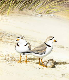 Chuck Ripper (WV,PA,1929-2019) gouache painting: ARTIST: Chuck Ripper (West Virginia, Pennsylvania, 1929 - 2019) TITLE: Piping Plover Birds (titled on verso) YEAR: 1996 MEDIUM: gouache on board CONDITION: Very good. ART SIZE: 15 x 13 inches / 38