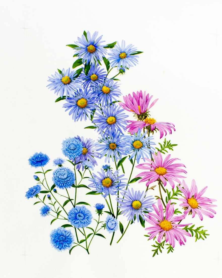 Kristen Rosenberg (UK,1933-?) watercolor painting: ARTIST: Kristen Rosenberg (United Kingdom, 1933 - ???) TITLE: Fall Garden Flowers - Aster (titled on verso) YEAR: 1995 MEDIUM: watercolor on heavy paper CONDITI