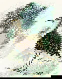Dmitry Belukin (Russia,b 1962) watercolor painting: ARTIST: Dmitry Anatolyevich Belukin (Russian, born 1962) TITLE: Sharp-tailed Sandpiper Bird YEAR: 1991 MEDIUM: watercolor on heavy paper CONDITION: Some age toning. ART SIZE: 16 x 13 inches / 40 x