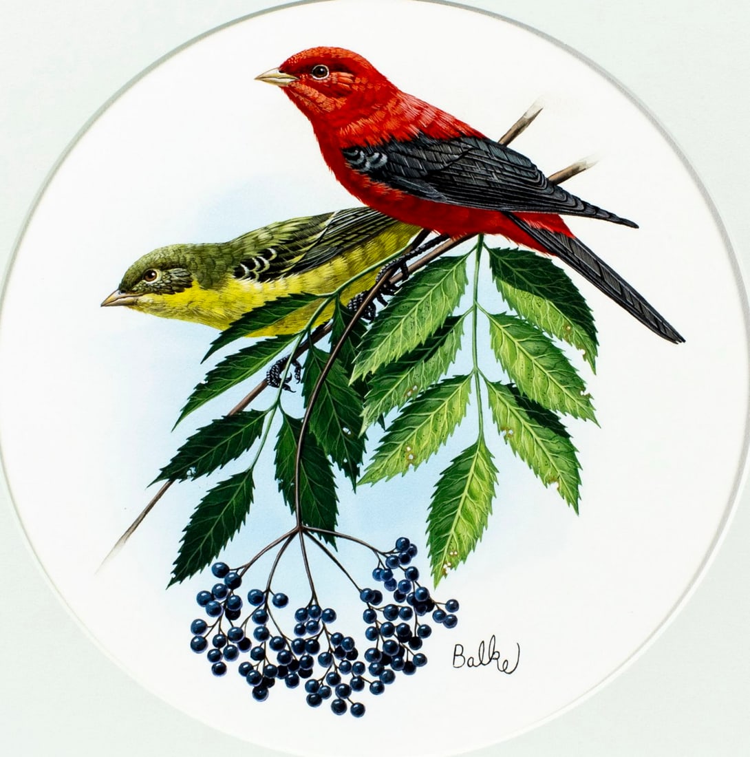 Don Balke (NC,1933-?) gouache painting: ARTIST: Don Balke (North Carolina, 1933 - ???) TITLE: Scarlet Tanager Bird (titled on verso) YEAR: 1980 MEDIUM: gouache and watercolor on board CONDITION:
