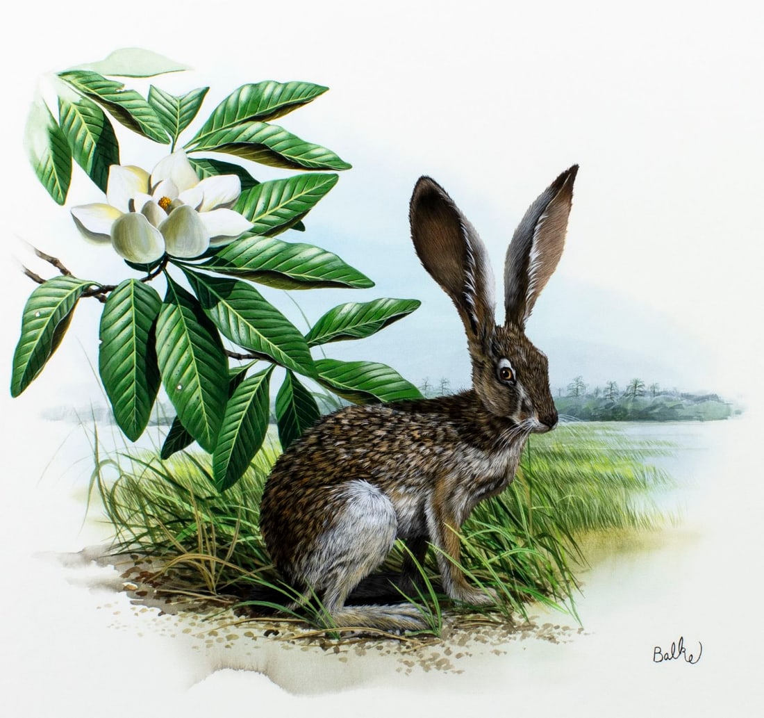 Don Balke (NC,1933-?) gouache painting: ARTIST: Don Balke (North Carolina, 1933 - ???) TITLE: Black-tailed Jackrabbit, Magnolia, Mississippi (titled on verso) YEAR: 1980 MEDIUM: gouache and watercolor on board