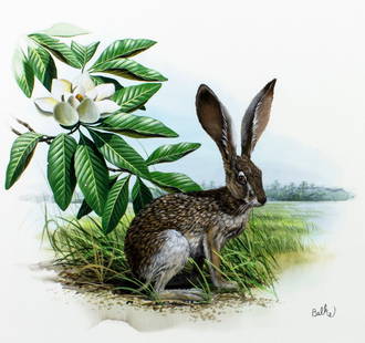 Don Balke (NC,1933-?) gouache painting: ARTIST: Don Balke (North Carolina, 1933 - ???) TITLE: Black-tailed Jackrabbit, Magnolia, Mississippi (titled on verso) YEAR: 1980 MEDIUM: gouache and watercolor on board
