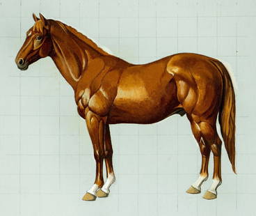 Vintage 20C American oil painting: ARTIST: - (American, 20 century) TITLE: Horse MEDIUM: oil on canvas CONDITION: Very good. No visible inpaint under UV light. Normal wear along edges. ART SIZE: