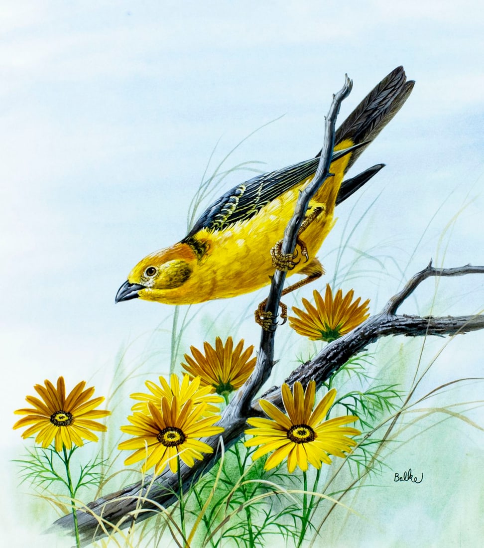 Don Balke (NC,b 1933) gouache painting: ARTIST: Don Balke (North Carolina, born 1933) TITLE: Bird - Golden Backed Weaver YEAR: 1989 MEDIUM: gouache and watercolor on board CONDITION: Very good.