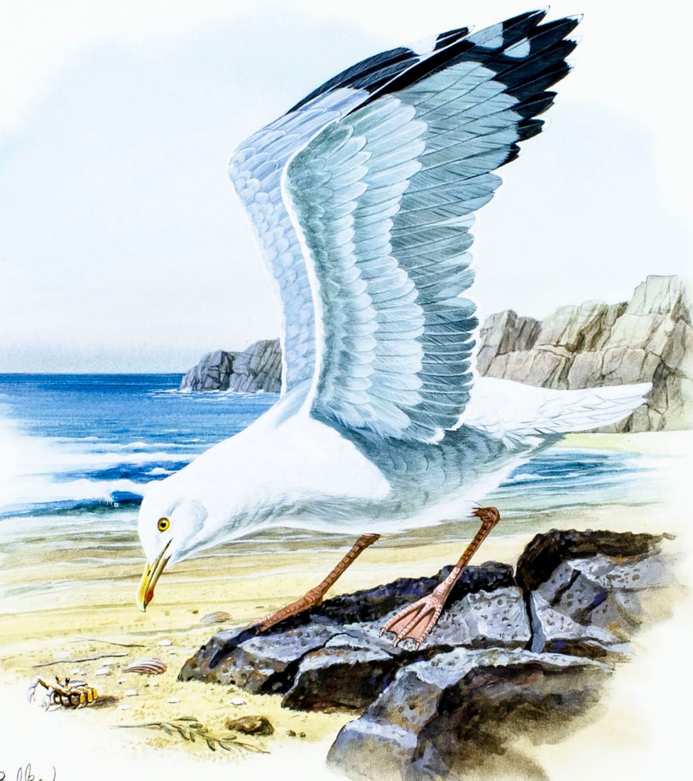 Don Balke (NC,b 1933) gouache painting: ARTIST: Don Balke (North Carolina, born 1933) TITLE: Bird - Herring Gull MEDIUM: gouache and watercolor on board CONDITION: Very good. No visible inpaint under UV light.