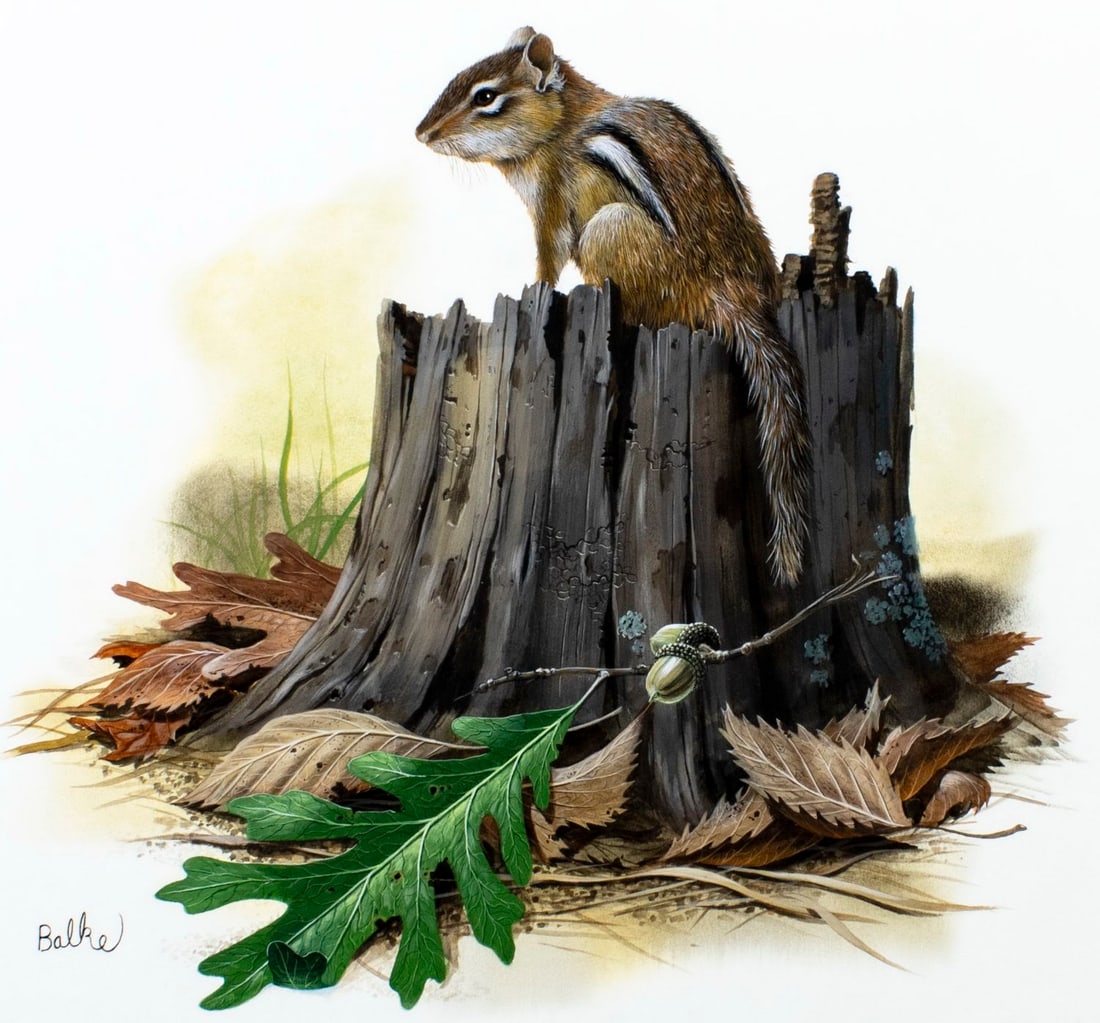 Don Balke (NC,1933-?) gouache painting: ARTIST: Don Balke (North Carolina, 1933 - ???) TITLE: Eastern Chipmunk and White Oak (titled on verso) YEAR: 1980 MEDIUM: gouache and watercolor on board CONDIT