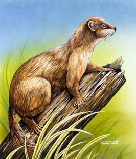 Thomas C Wood (US,20/21C) gouache painting: ARTIST: Thomas C Wood (American, 20/21 centuries) TITLE: Everglades Mink YEAR: 2005 MEDIUM: gouache on board CONDITION: Very good. ART SIZE:</