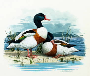 Anthony J Rudisill (US,1934-?) gouache painting: ARTIST: Anthony J Rudisill (American, 1934 - ???) TITLE: Shelduck MEDIUM: gouache on board CONDITION: Minor foxing. Some age toning. ART SIZE: 7 x 9 inches / 17 x 22 cm BOARD SIZE: 13 x 15 inches /