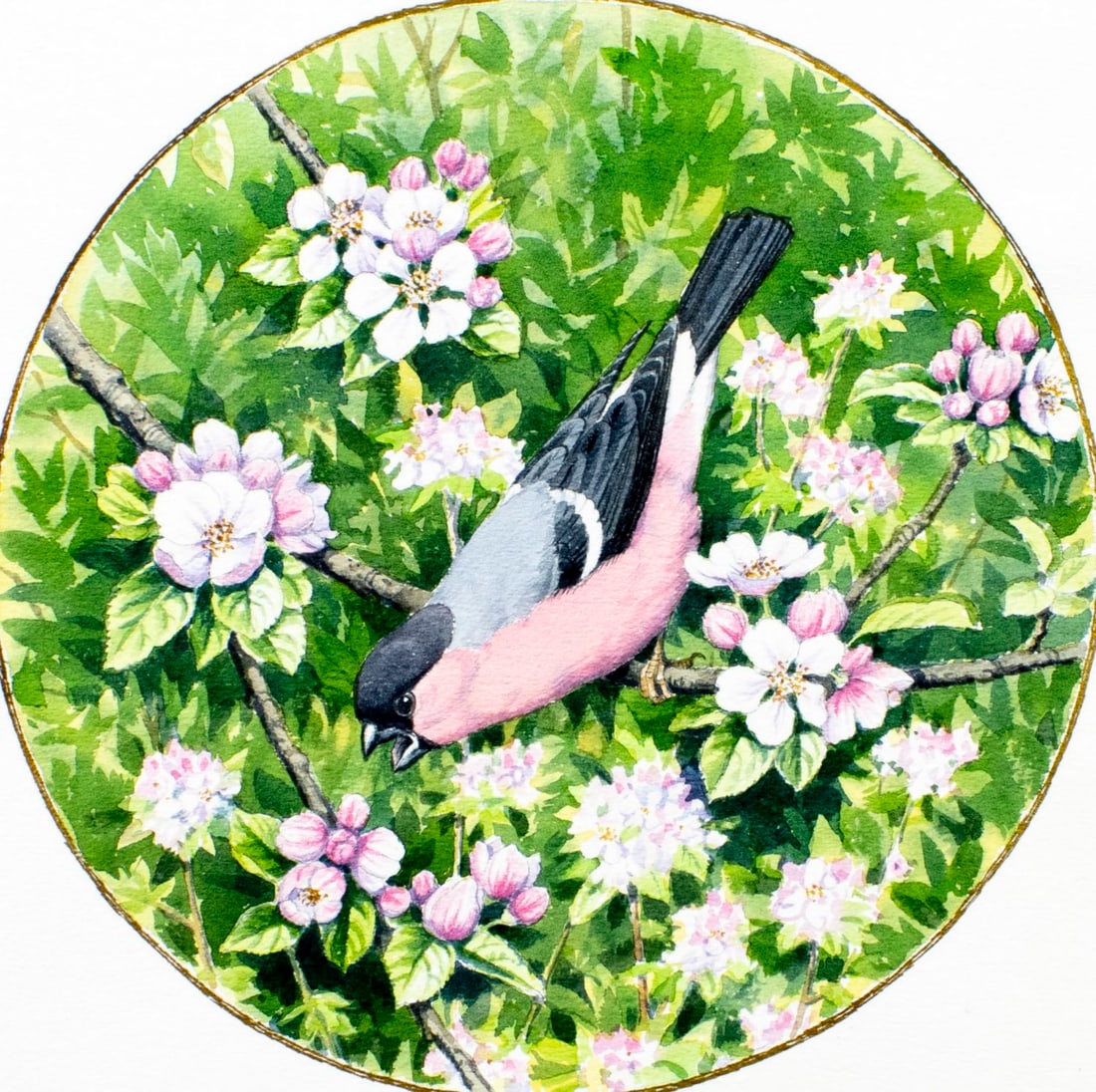 Peter Barrett (UK,1935-?) watercolor painting: ARTIST: Peter Barrett (United Kingdom, 1935 - ???) TITLE: Bullfinches Bird MEDIUM: watercolor on heavy paper CONDITION: Minor age toning. ART SIZE: 9 x
