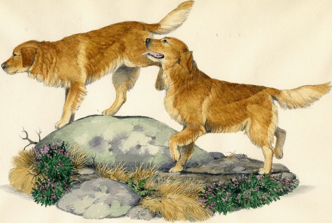 Peter Barrett (UK,1935-?) watercolor painting: ARTIST: Peter Barrett (United Kingdom, 1935 - ???) TITLE: Golden Retriever Dog MEDIUM: watercolor on paper. Paper applied to board. CONDITION: Some foxing (just few spots