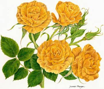 Yvonne Skargon (UK,1931-2010) watercolor painting: ARTIST: Yvonne Skargon (United Kingdom, 1931 - 2010) TITLE: Roses - Rosa Harvest Fayre (titled on verso) YEAR: 1991 MEDIUM: watercolor on heavy paper CONDITION: