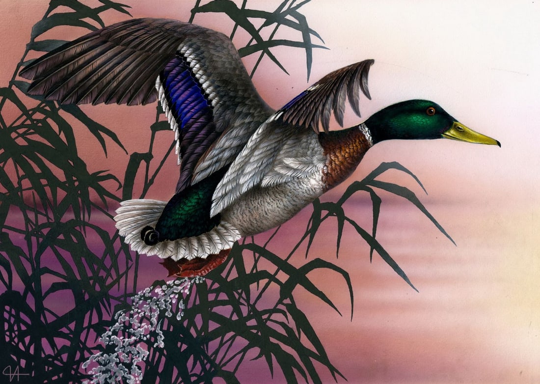 Alexei Isakov (Russia,20C) gouache painting: ARTIST: Alexei Isakov (Russian, 20 century) TITLE: Mallard Duck - Anas Platyrhynchos (titled on verso) YEAR: 1998 MEDIUM: gouache on board CONDITION: Som