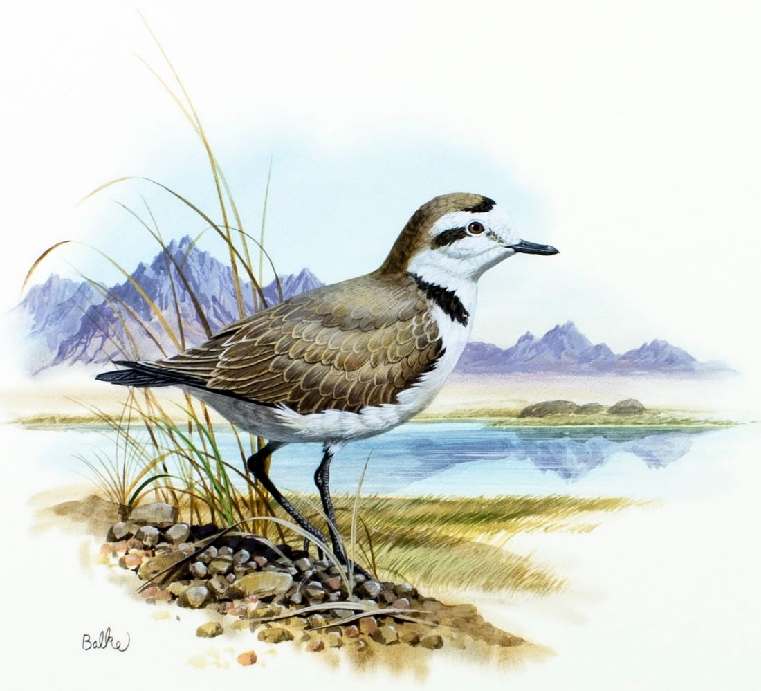 Don Balke (NC,1933-?) gouache painting: ARTIST: Don Balke (North Carolina, 1933 - ???) TITLE: Snowy Plover Bird, California (titled on verso) YEAR: 1986 MEDIUM: gouache and watercolor on board CONDITI
